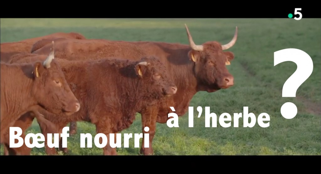 Où trouver de la viande de boeuf nourri à l