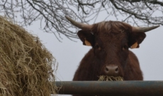 Vie à la ferme: Les pâturages en hiver
