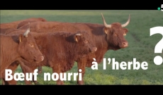 Où trouver de la viande de boeuf nourri à l'herbe ?
